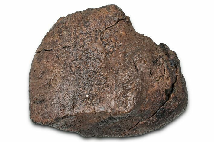 Fossil Nodosaurid (Denversaurus) Osteoderm (Scute) - Wyoming #379523